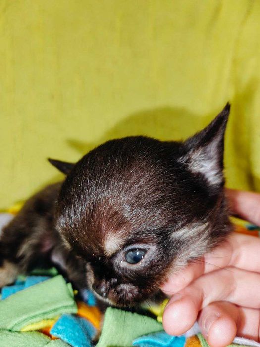 Чишечки чихуашечки