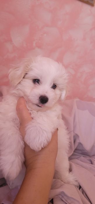 Помапу - гарна дівчинка