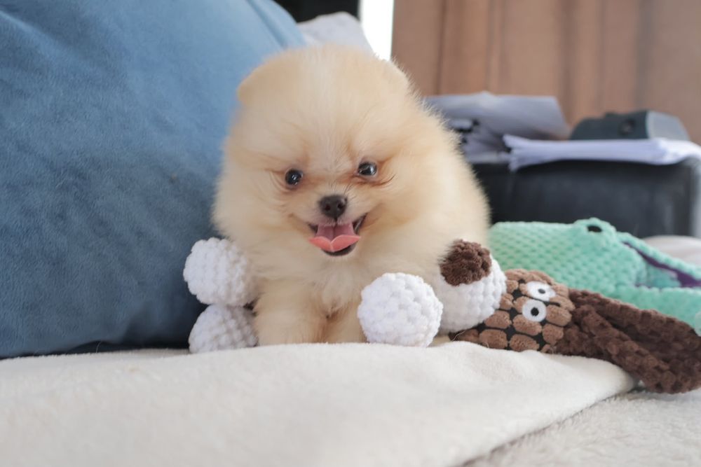 Lulu da Pomerânia. Ursinho com Lop e Afixo.  Super mini Perfeito!