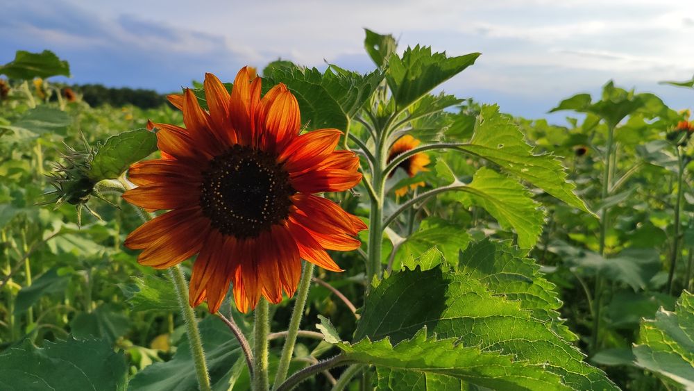 Słonecznik ozdobny nasiona