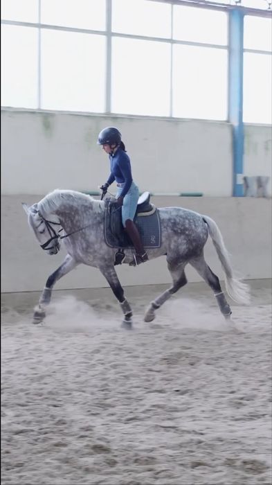 Cavalo lusitano inteiro 5 anos