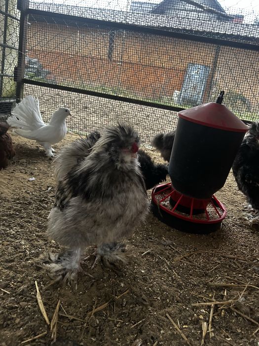 Kogut silka z tego roku