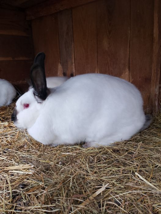 Sprzedam królika kc samica z młodymi