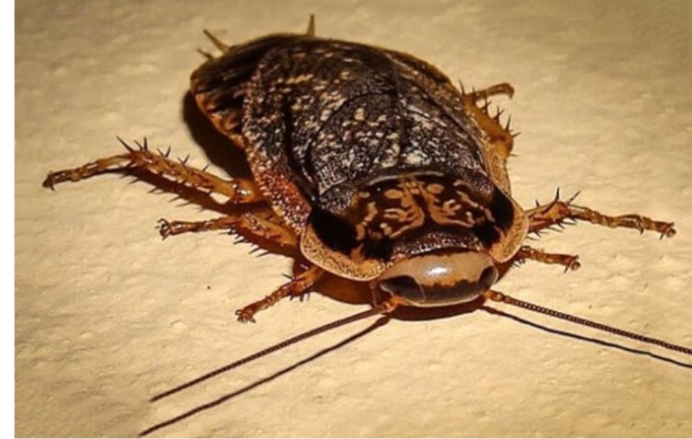 Мармурові таргани