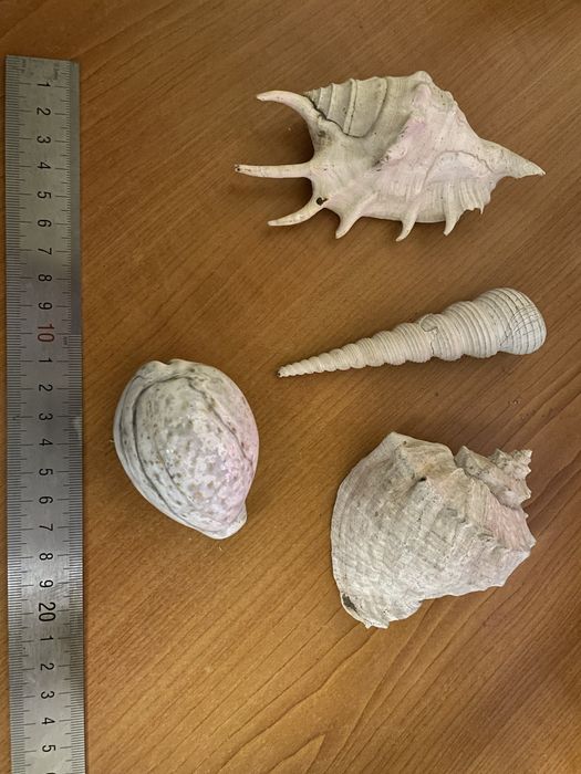 Мушлі океан