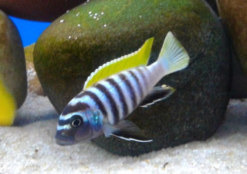Cynotilapia afra jalo reef . Pyszczaki z Malawi