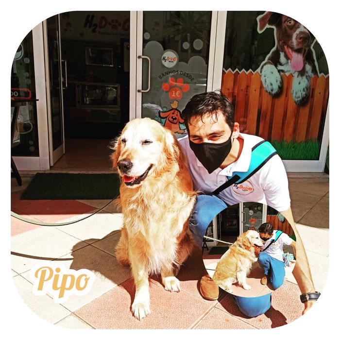 Dog Walking | Pet Sitting | Passear cães | Dogwalker | Almada