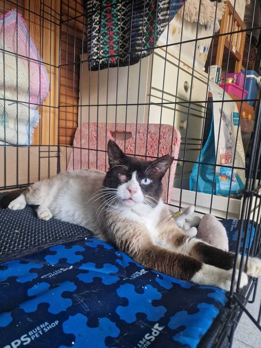 Gato adulto para adoção consciente
