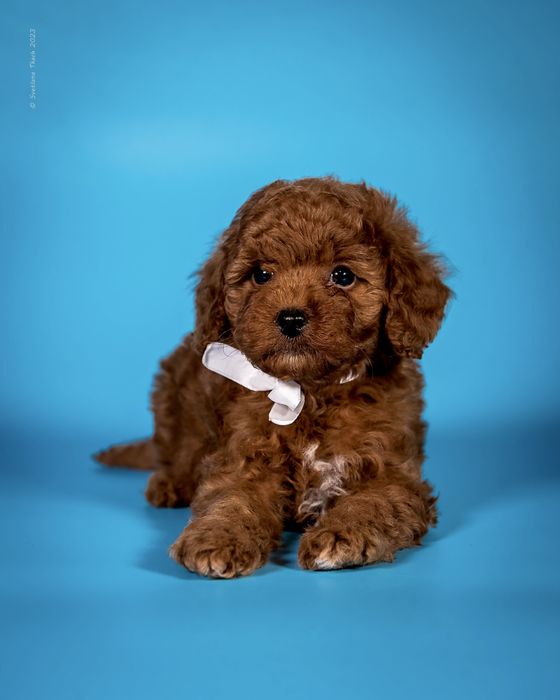 Хлопчик той пуделя КСУ