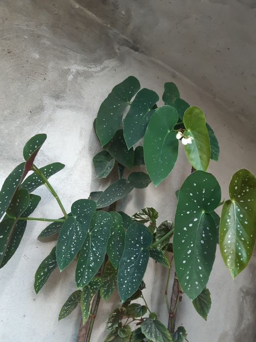Planta begonia maculata
