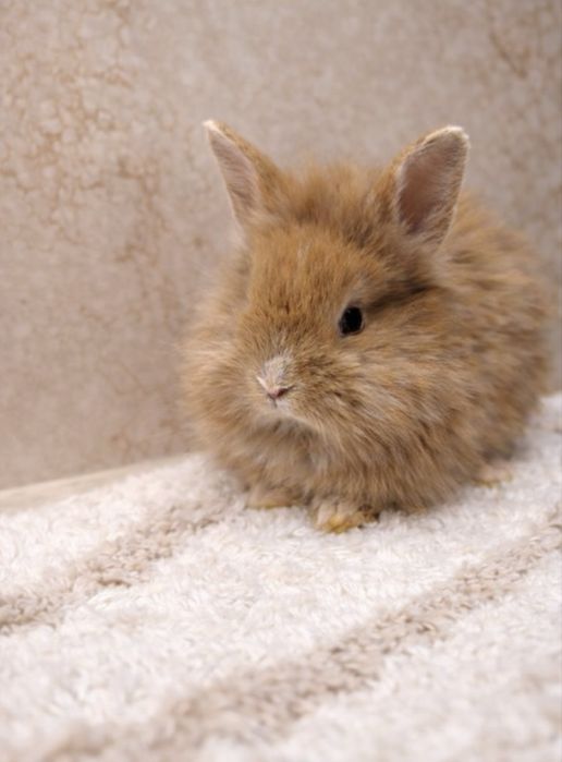 Króliczki karzełeki