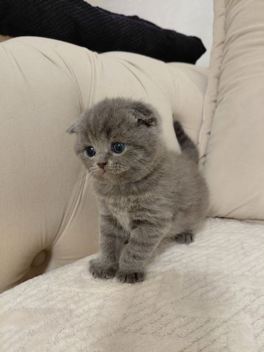 Продаються шотландські котенята