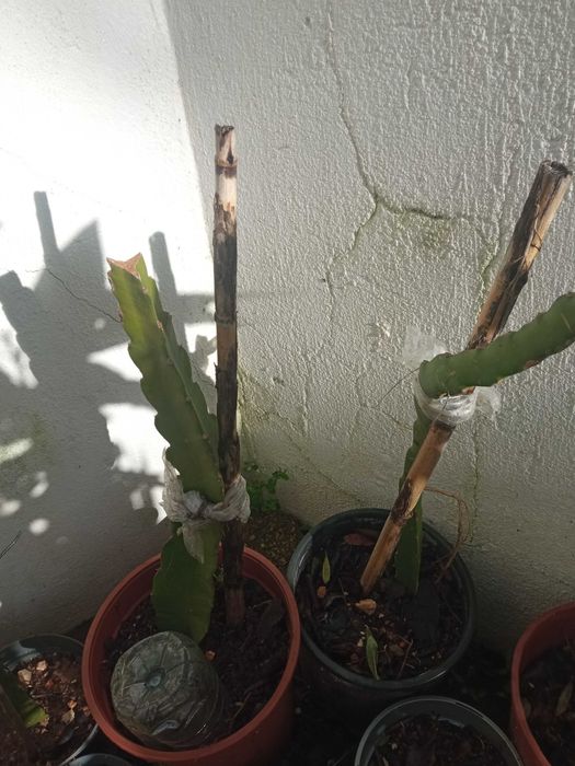Pitayas fruto vermelho em vaso
