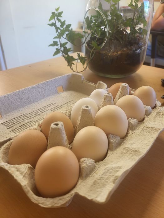 Jaja konsumpcyjne od kur z wolnego wybiegu