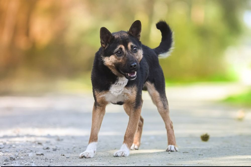 Aron - wrażliwy piesek dla cierpliwego człowieka