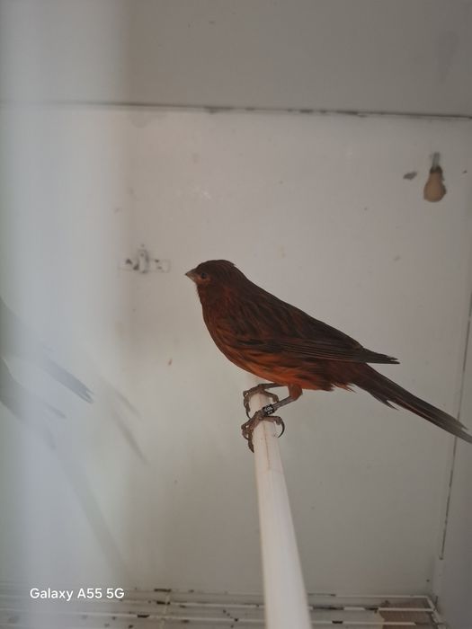 Canarios negros vermelhos