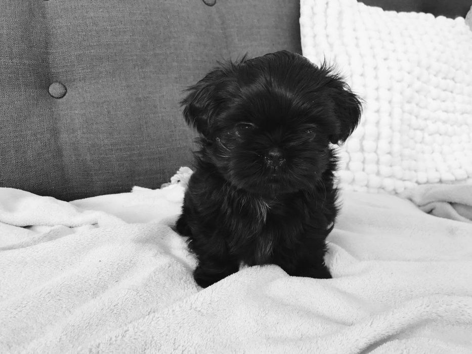 Shih-tzu menino.