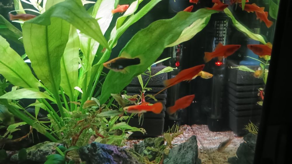 Sprzedam Młode Mieczyki