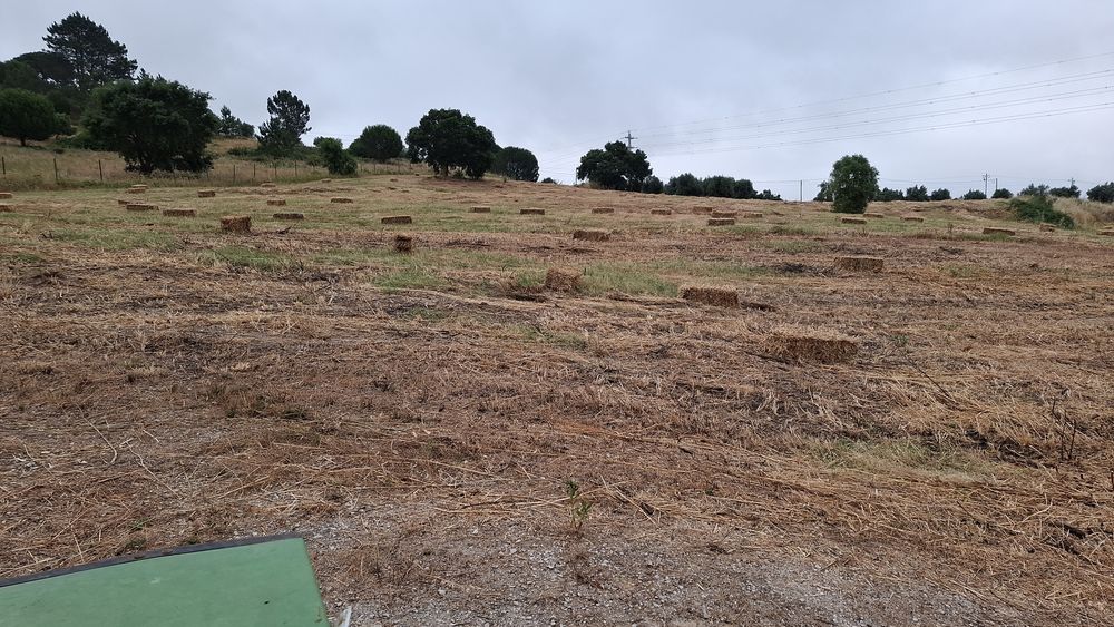 Fardos de palha pequenos deste Ano