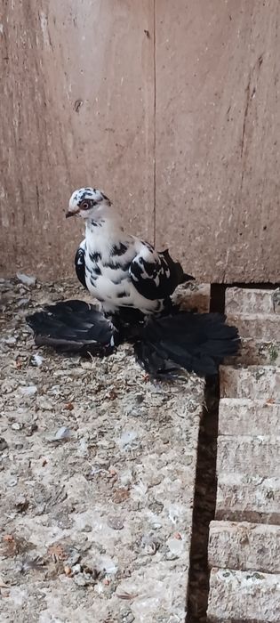 Widyn, widyny czarne