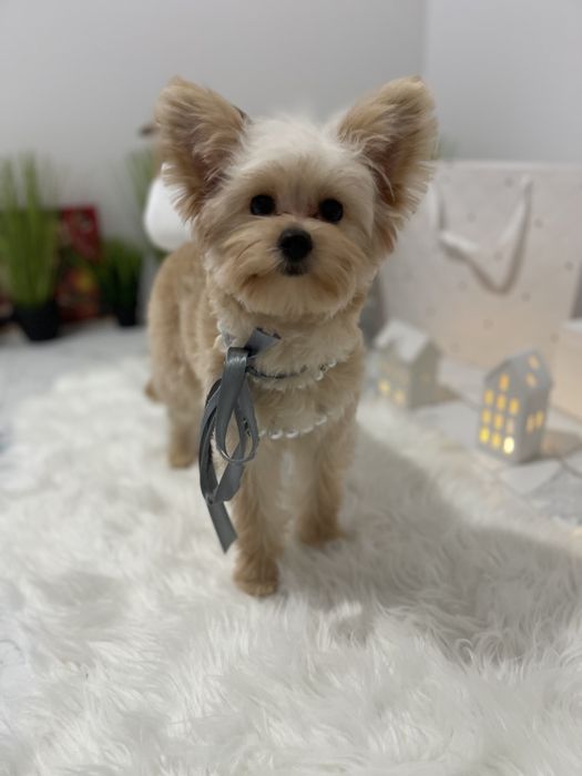 Помапу — Доставка по Україні та Європі  з любовю