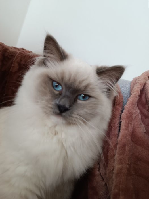 Roczna kotka Ragdoll z rodowodem FPL