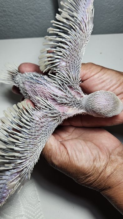 Ringnek machos para acabar de criar a mão