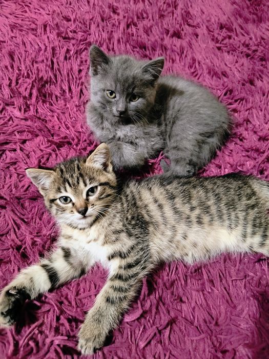 Пухнастики шукають родину.