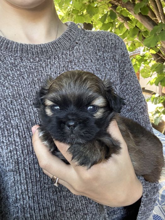 Продам цуценя пекінеса