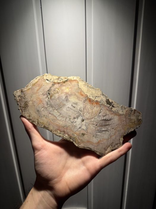 Coleção Fóssil/Fósseis