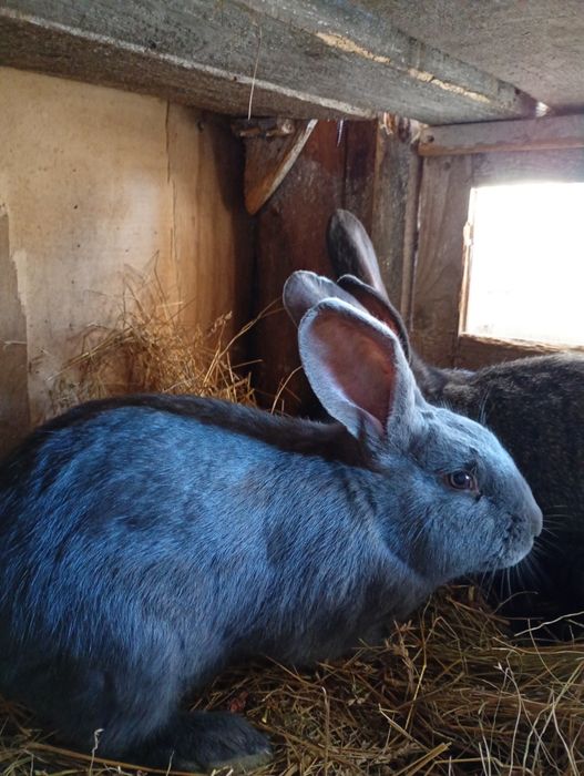Продаж кролів для розведення та на мясо