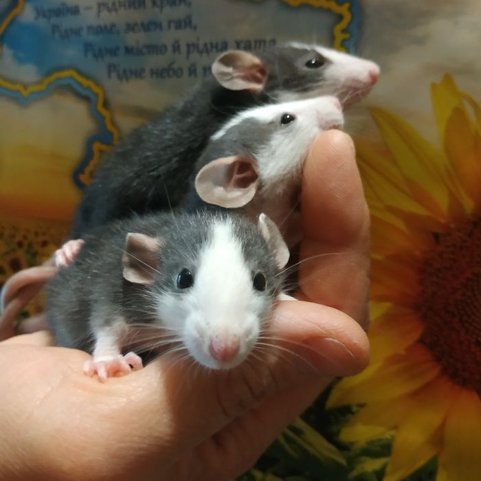 Щурята домашні декоративні купити щура в Харкові криса дамбохаски крыс