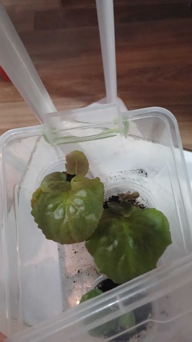 Фиалки цветы на обмен