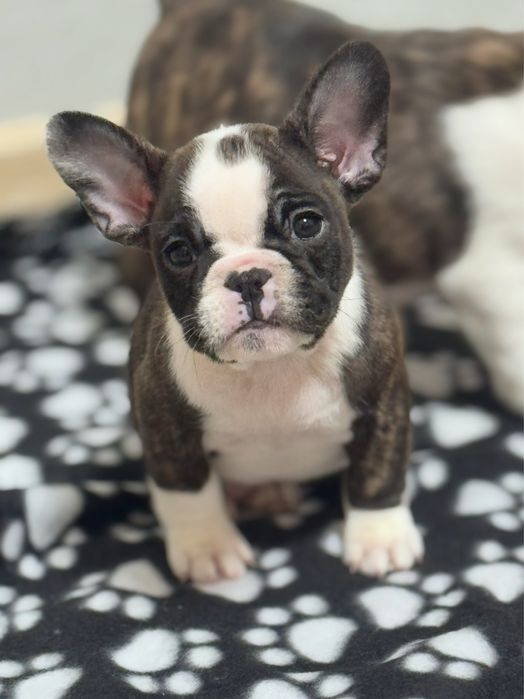 Красені французький бульдог