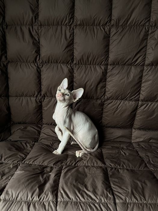 Котенок канадского сфинкса