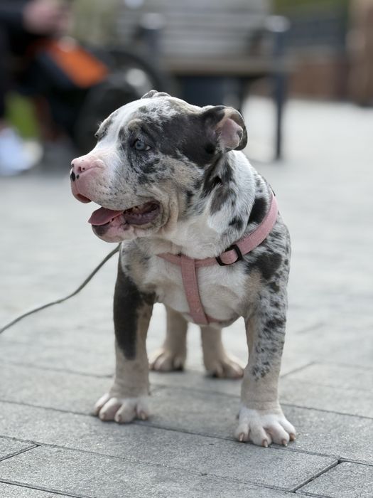 American Bully з імпортними кровними лініями — доступні до резерву