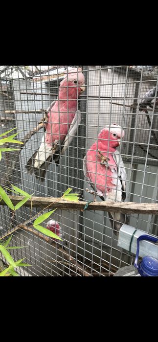 Catatuas Galah macho/ ou casal 2026