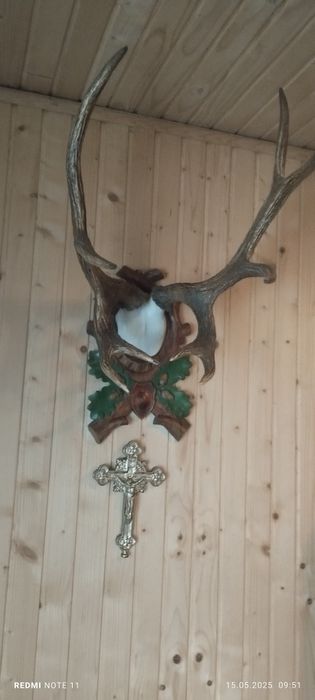 Продам роги оленя.