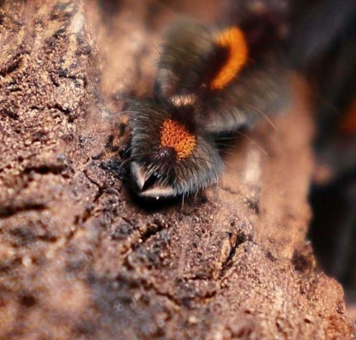 Psalmopoeus irminia L2