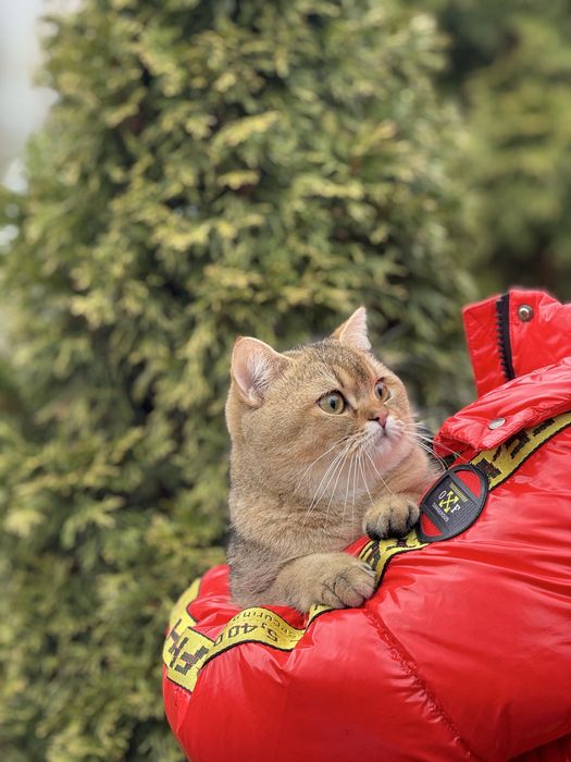 Шикарний породний Хлопчик в Шубці Золота Шиншила