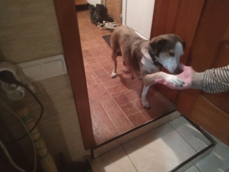 Віддамо ціценят в хороші руки