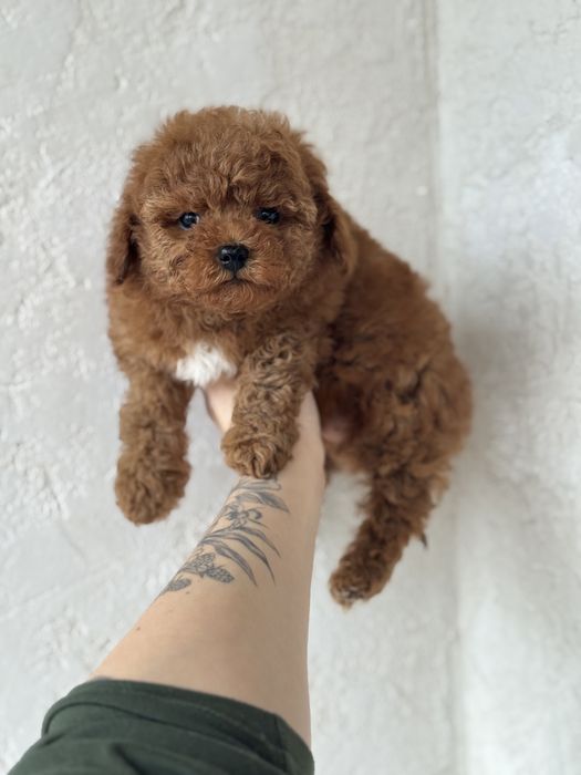 Девочка мальтипу ред браун коричневая мини микро