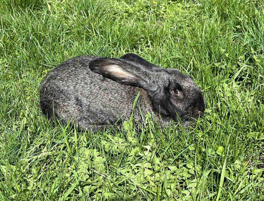 Кролі (Німецький строкатий велетень,французький баран)
