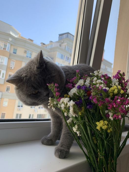 Самые красивые шотландские котята!