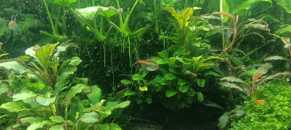 Vendo ou troco plantas e peixes tropical