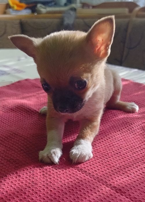 Ratlerek Suczka Piaskowa