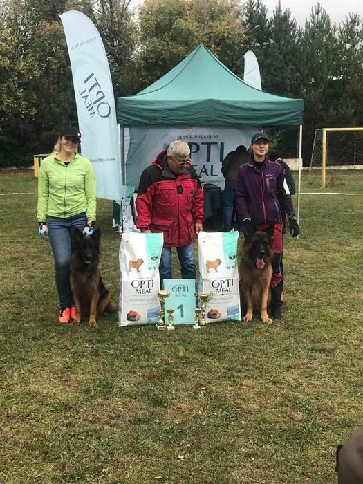 Розплідник Німецької вівчарки цуценята