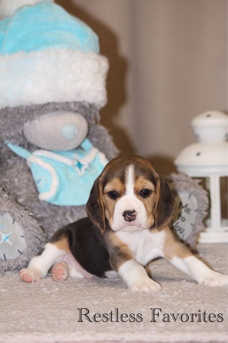 Щенки бигля КСУ резерв