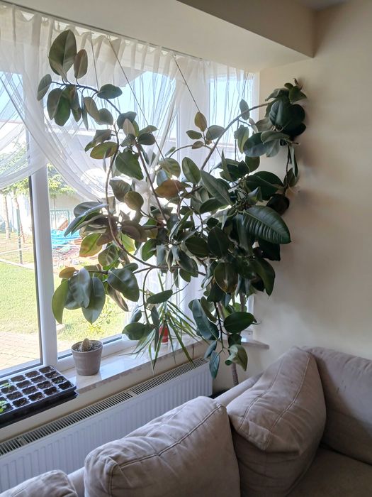 Fikus, Palma, Dracena