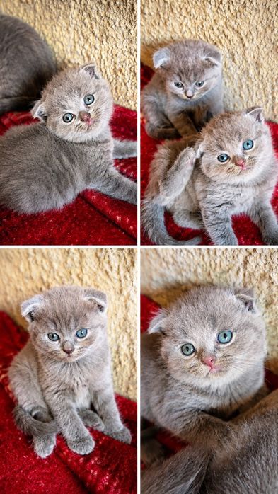 Британські кошенята